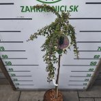 Skalník drobnolistý (Cotoneaster procumbens) ´QUEEN OF CARPET´ - výška 90-100 cm, kont. C5L - NA KMIENKU